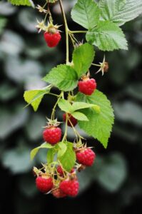 Growing Rasperries, Blueberries, Currants, Grapes, Strawberries and More Image